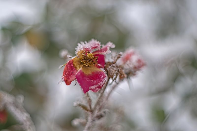 Frosty Rose…