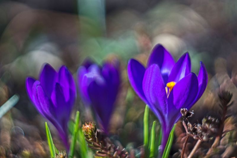 Purple crocus looking splendid in the Spring sunshine