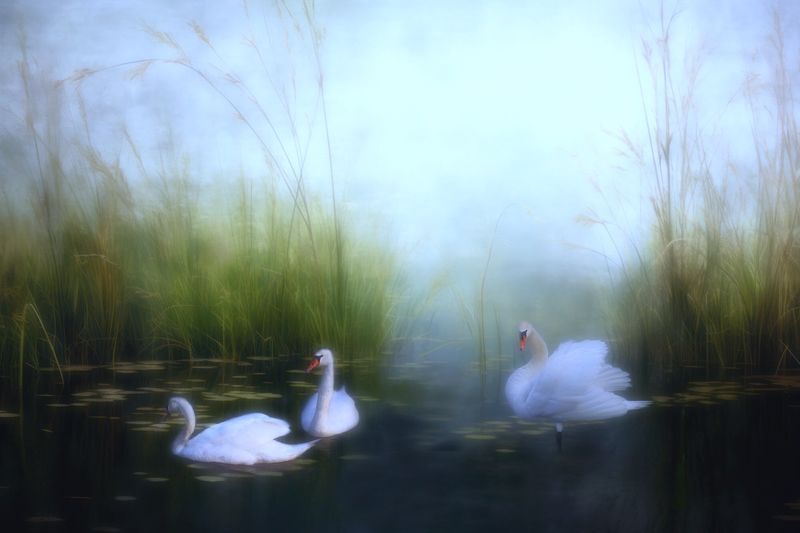 Swans in the Marsh…