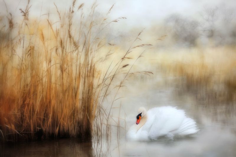 Swan in the Marsh…