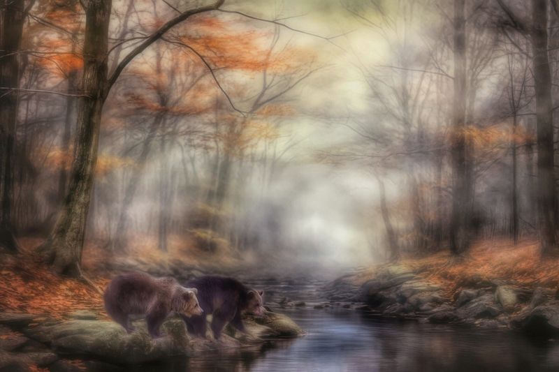 Bears in the Creek…