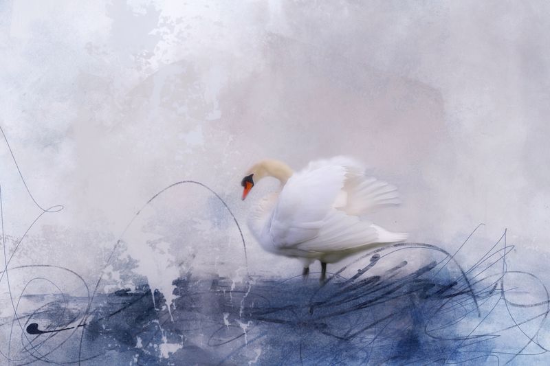Swan…
