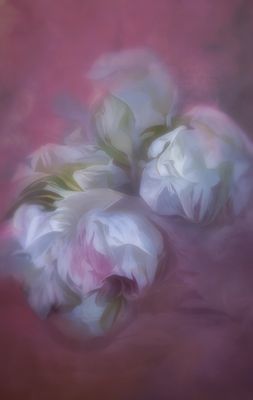 Peonies….