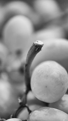Of the vine