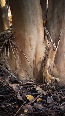 Crepe Myrtle trunk