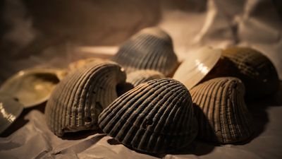 Shell Game