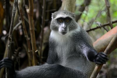 Blue Monkey, Jozani Forest