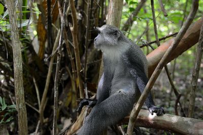 Blue Monkey, Jozani Forest