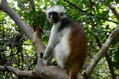 Red Gereza Monkey, Jozani Forest