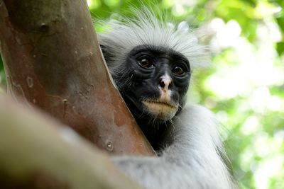 Red Gereza Monkey, Jozani Forest