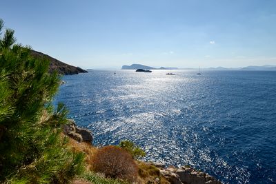 Hydra