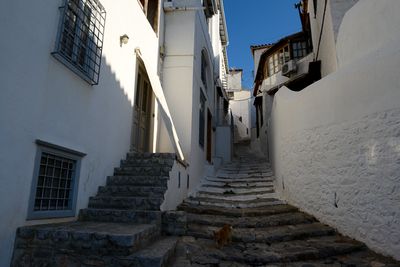Hydra