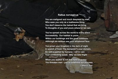 g13/61/963061/3/174075023.071b0a8f.JPEG