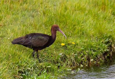 Andean Ibis