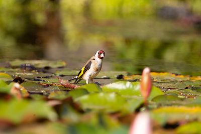 Goldfinch