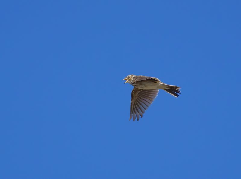 Eurasian Skylark