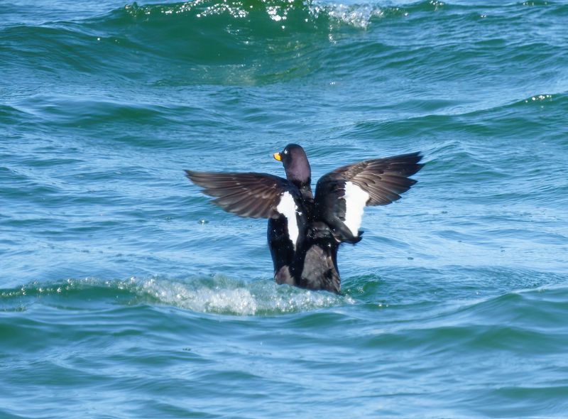 Velvet Scoter