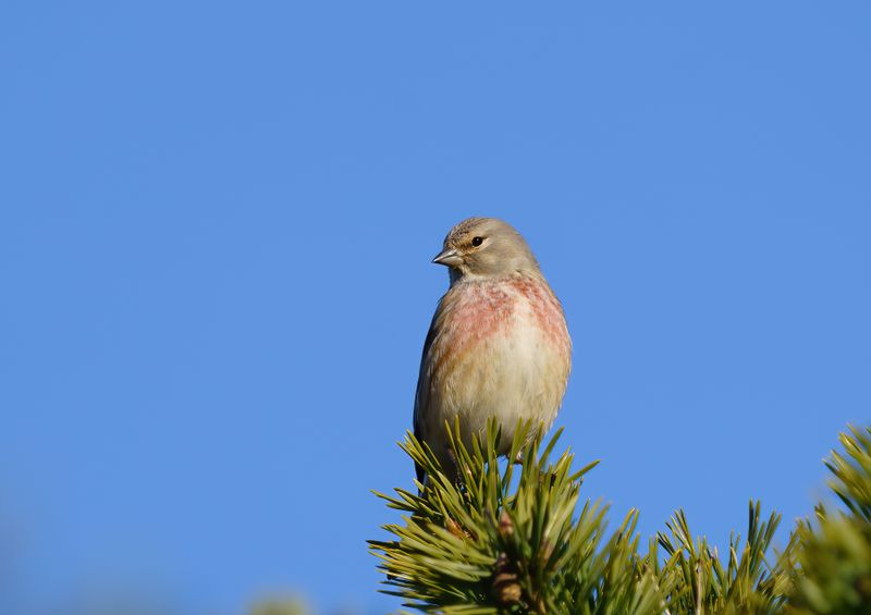 Common Linnet