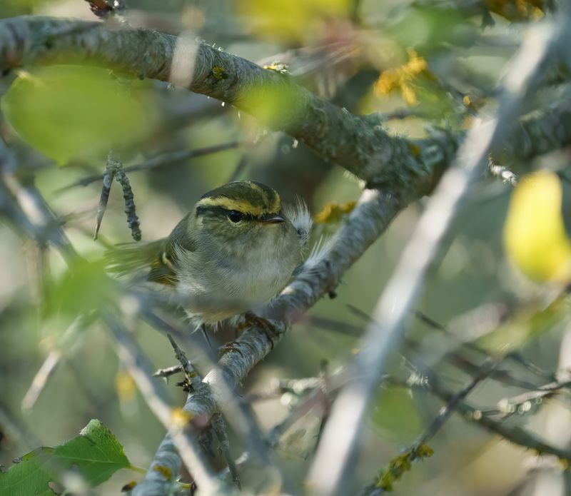Pallas’s Leaf Warbler