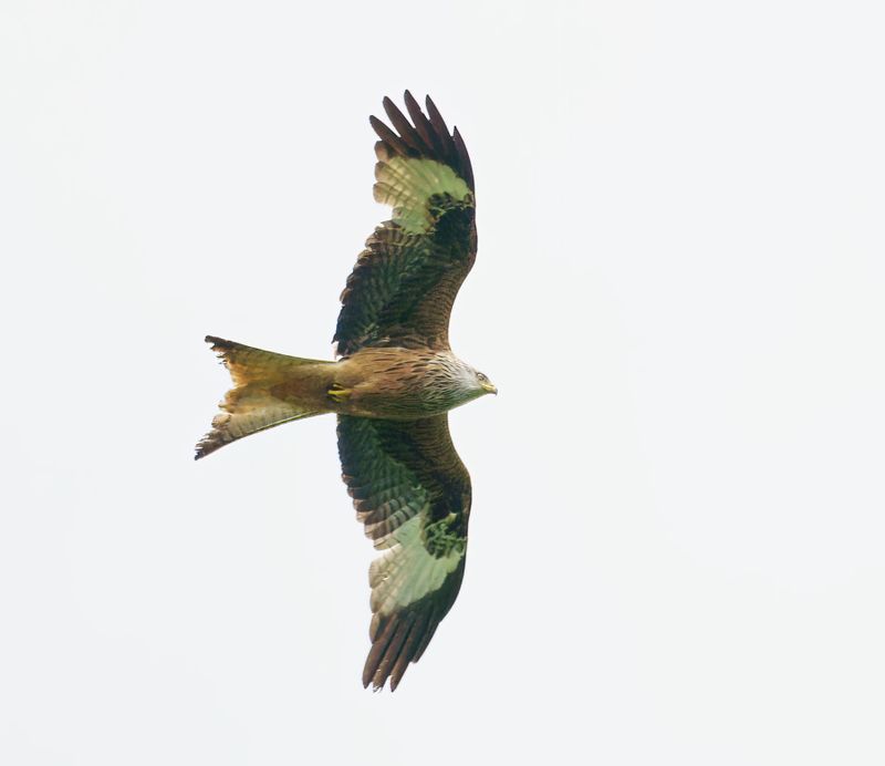 Red Kite