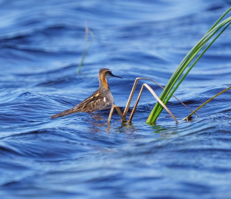 Red-necked Phalarope