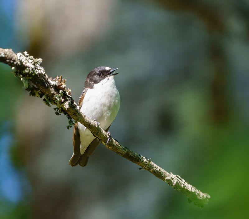 European Pied Flycatcher