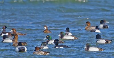 Greater Scaup,Tufted Duck