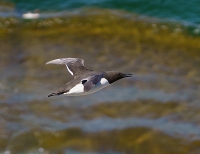 Common Murre