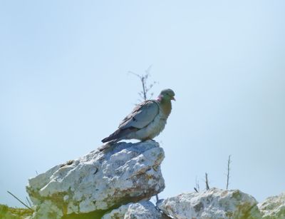 Stock Dove