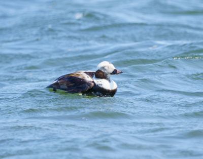 Long-tailed Duck