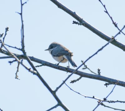 Lesser Whitethroat