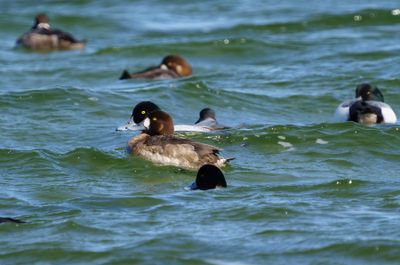 Greater Scaup