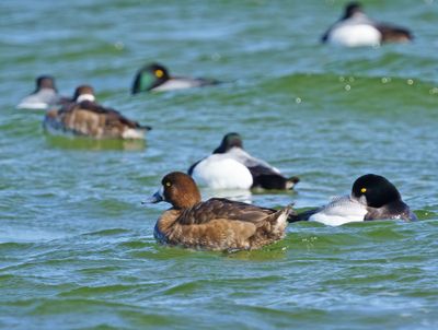 Greater Scaup