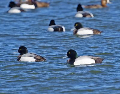 Greater Scaup