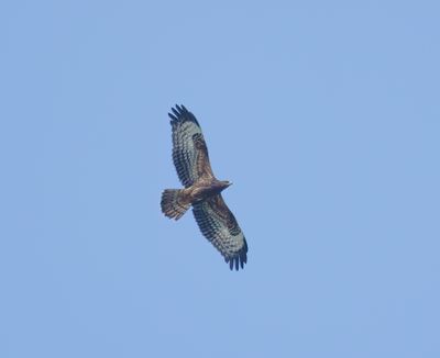 European Honey Buzzard
