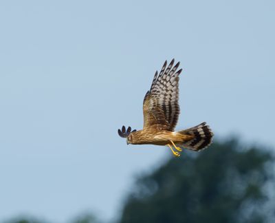 Hen Harrier