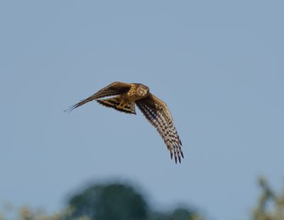 Hen Harrier