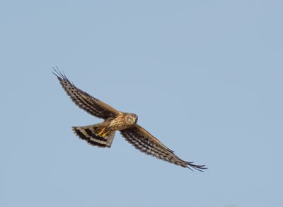 Hen Harrier