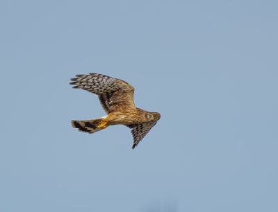 Hen Harrier