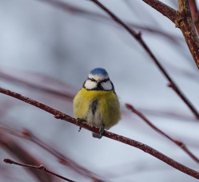 Eurasian Blue Tit