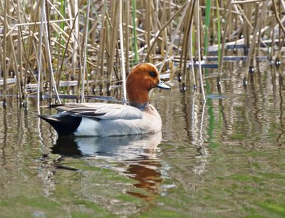 Eurasian Wigeon