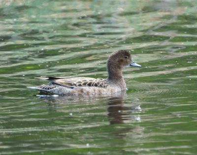 Eurasian Wigeon