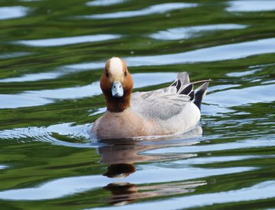 Eurasian Wigeon