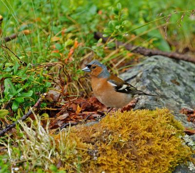 Common Chaffinch