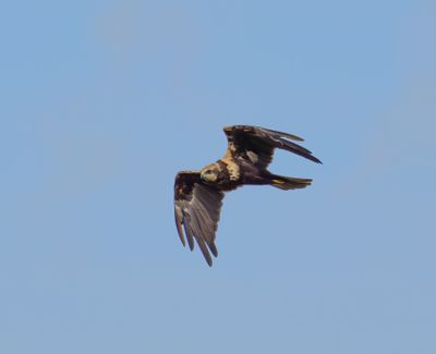 Western Marsh Harrier