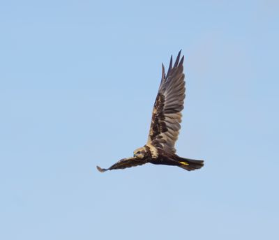 Western Marsh Harrier