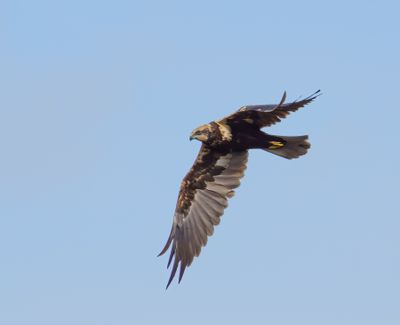 Marsh Harrier