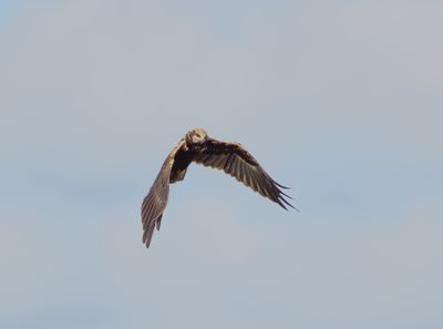 Western Marsh Harrier