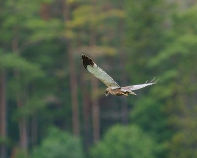 Western Marsh Harrier