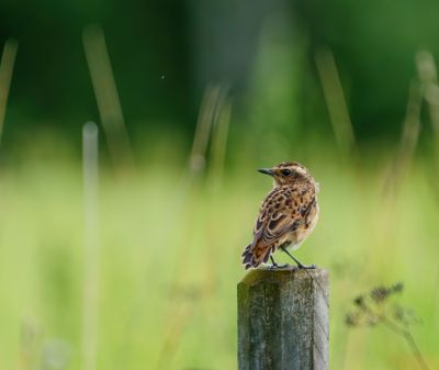 Whinchat